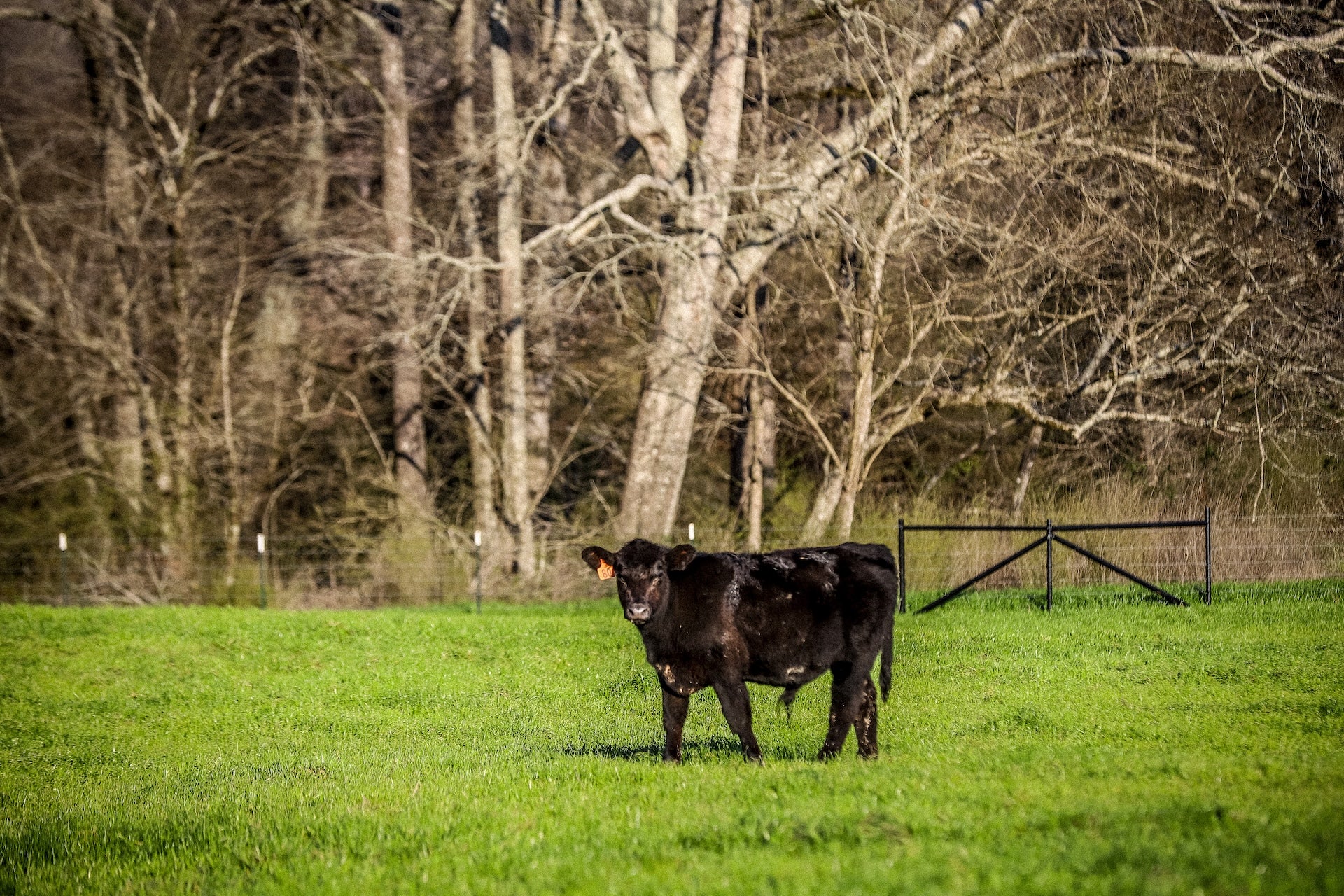 Grass-Fed, Grain-Finished: What It Means and Why It Matters